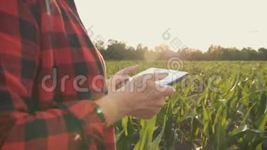 女孩农<strong>民用</strong>平板电脑监控庄稼，日落时的玉米地，慢动作视频。 把手举起来。
